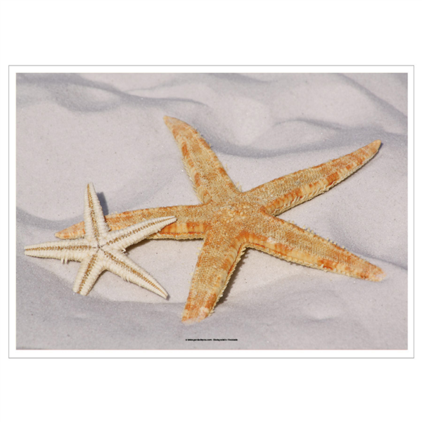 PlaceMats Offset "Starfish" 70gsm 31x43cm Four Coloured Paper (500st/pak)